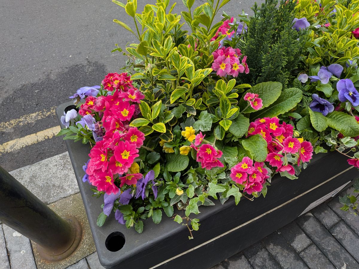 google pixel 9a vs google pixel 8a photo shootout - color pixel 9a