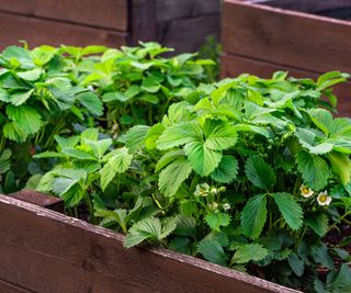 strawberry plants in raised beds starting to flower