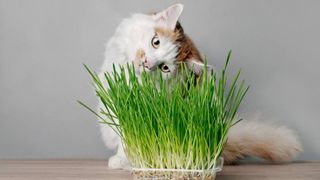 cat looking at tray containing cat grass