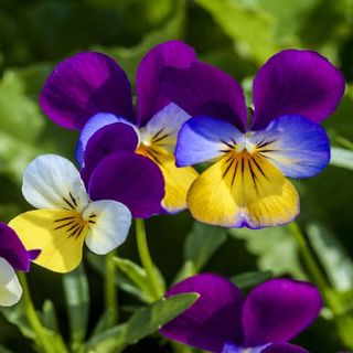 Outsidepride 5000 Seeds Perennial Viola Johnny Jump Up Flower