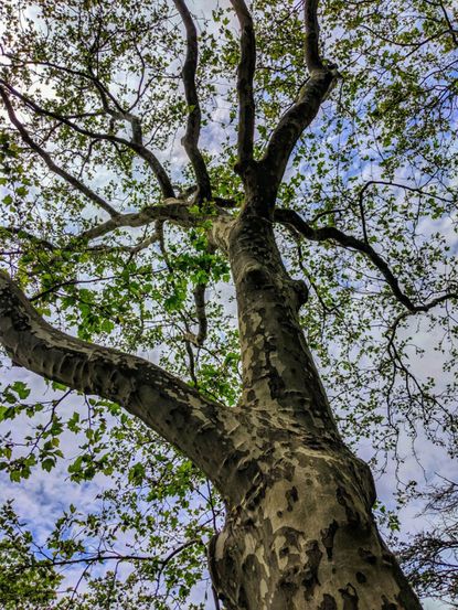 Large Sycamore Tree