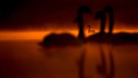 Silhouetted swans gliding on a calm lake at sunset, reflected in the glowing orange water