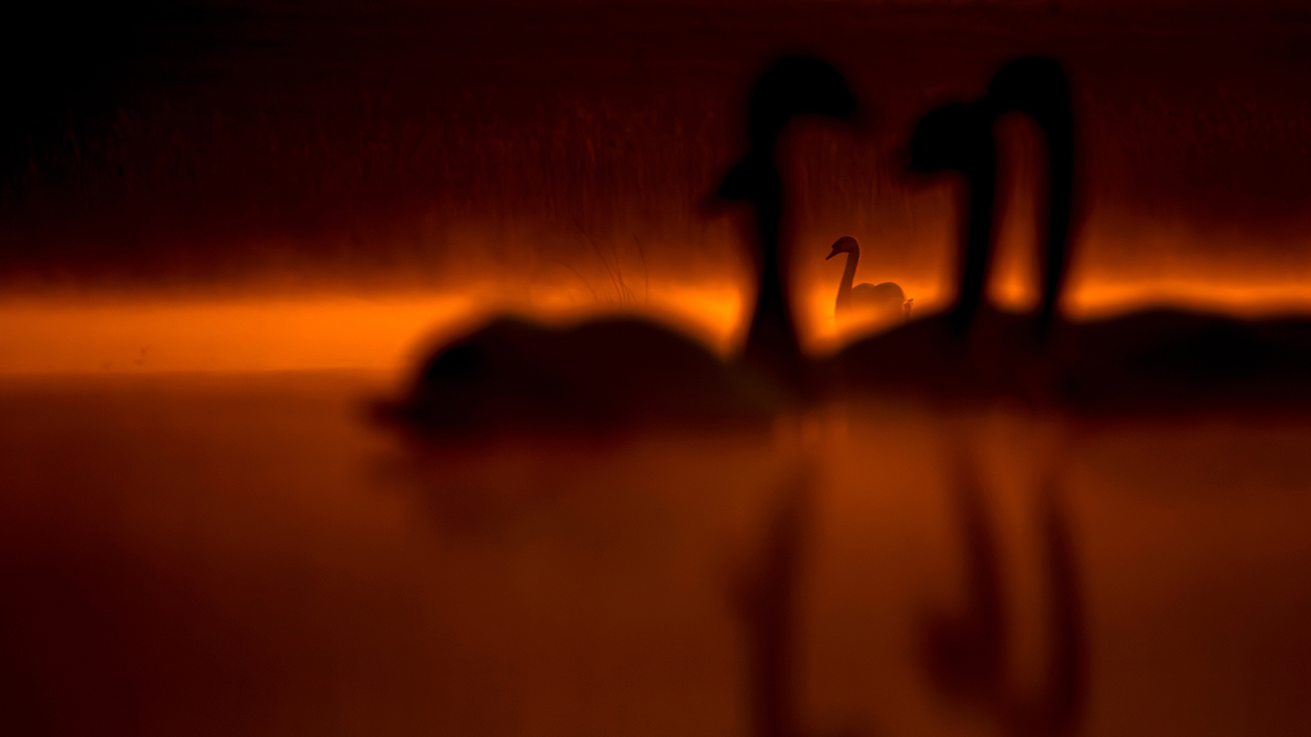 He cleverly captured silhouetted swans gliding across a lake at sunrise, with the glowing orange light in the background &ndash; a shot that won him the youth category prize