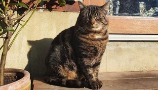 Boysie the stray cat sat outside in the sun
