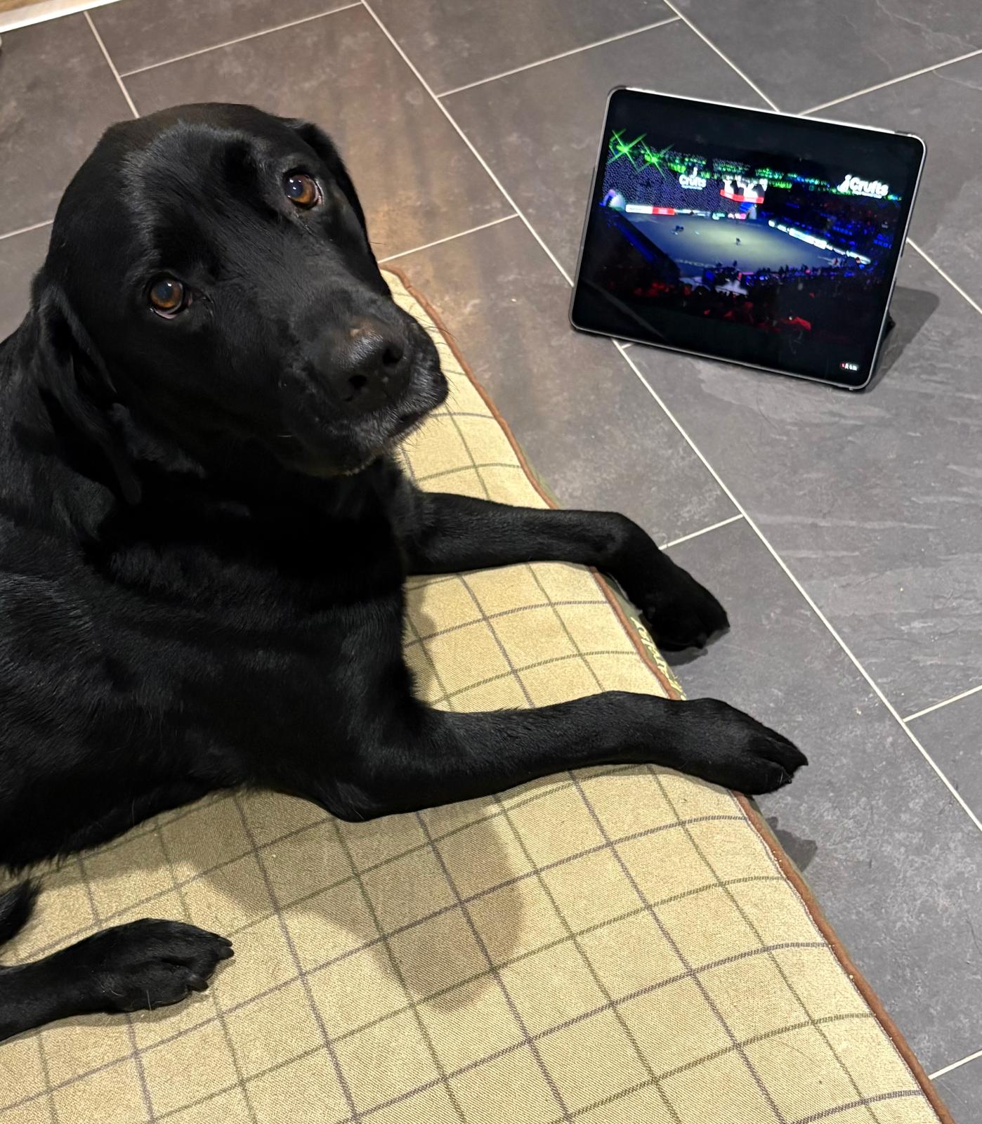 Oakley watching Crufts
