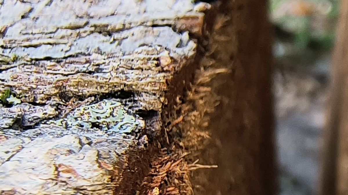 close up of tree log split section
