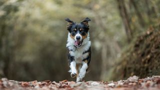 Collie running toward the camera