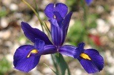 Bright Purple Iris Plant