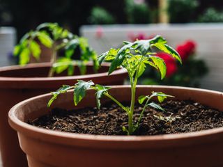 Tomato plants growing in containers