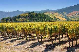 A vineyard on a sunny day in Chile's Colchagua Valley