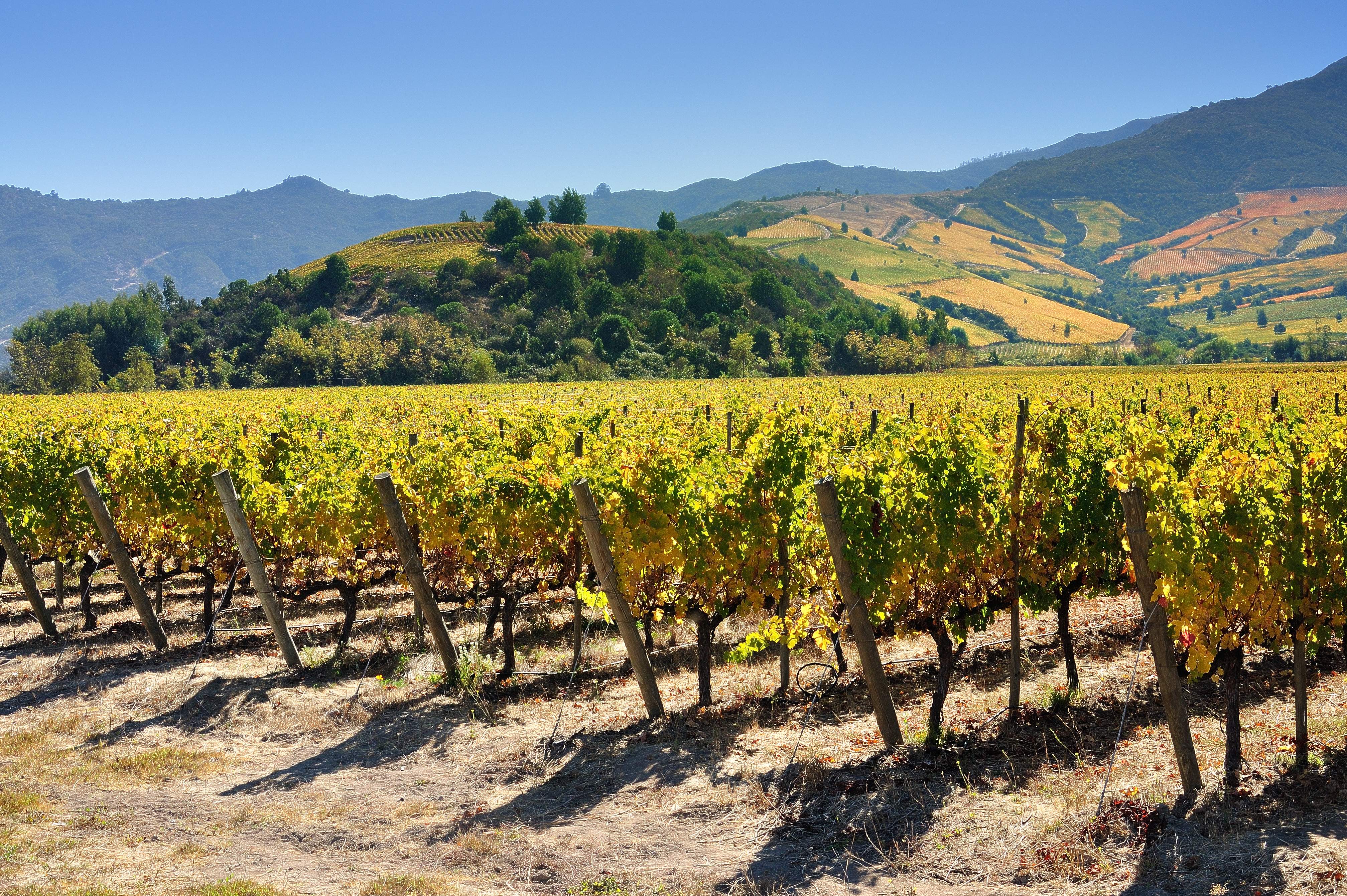 A vineyard on a sunny day in Chile's Colchagua Valley