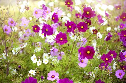 Vibrant pink and white summer flowering Cosmos flowers in soft summer sunshine