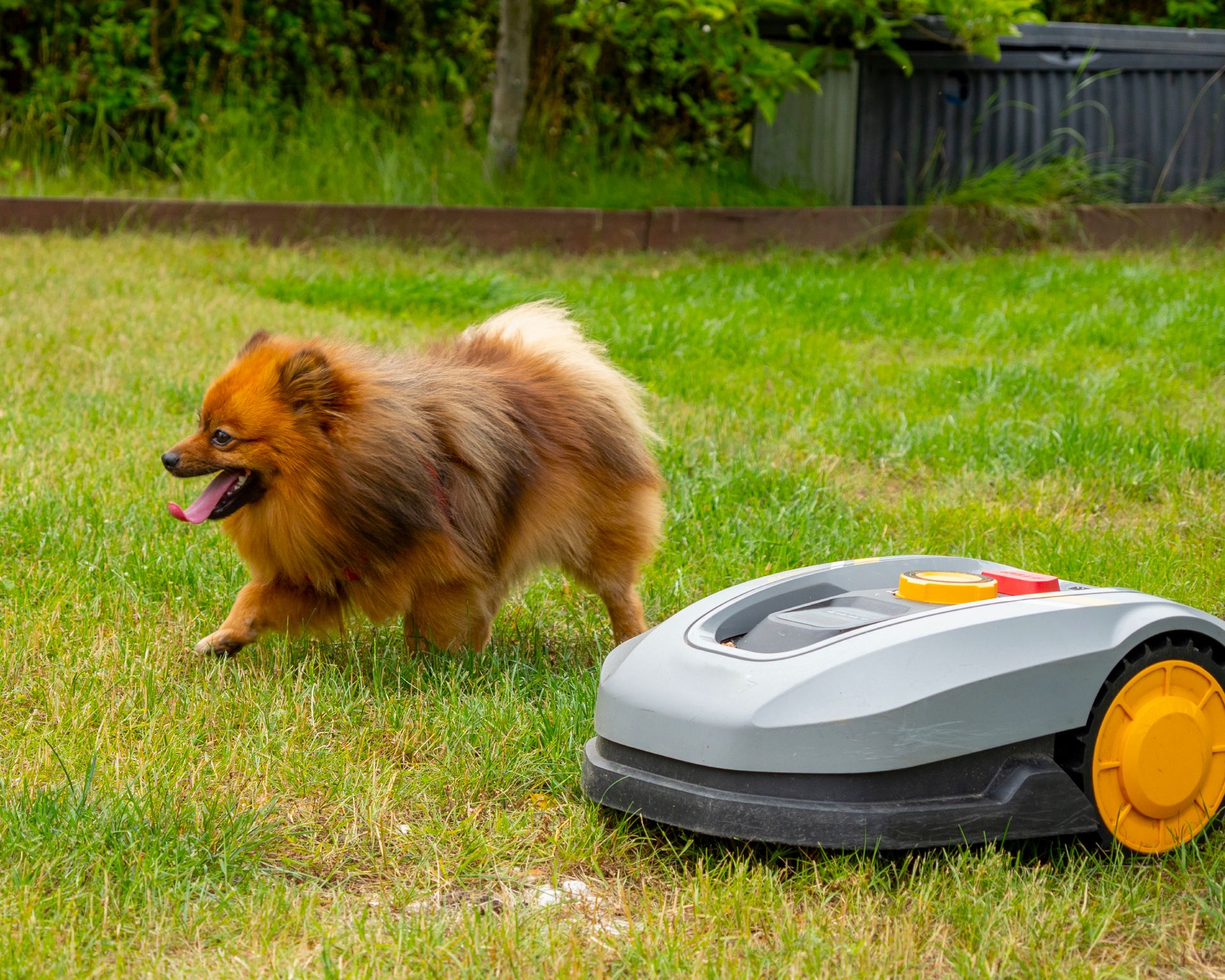 Dog next to robot lawn mower