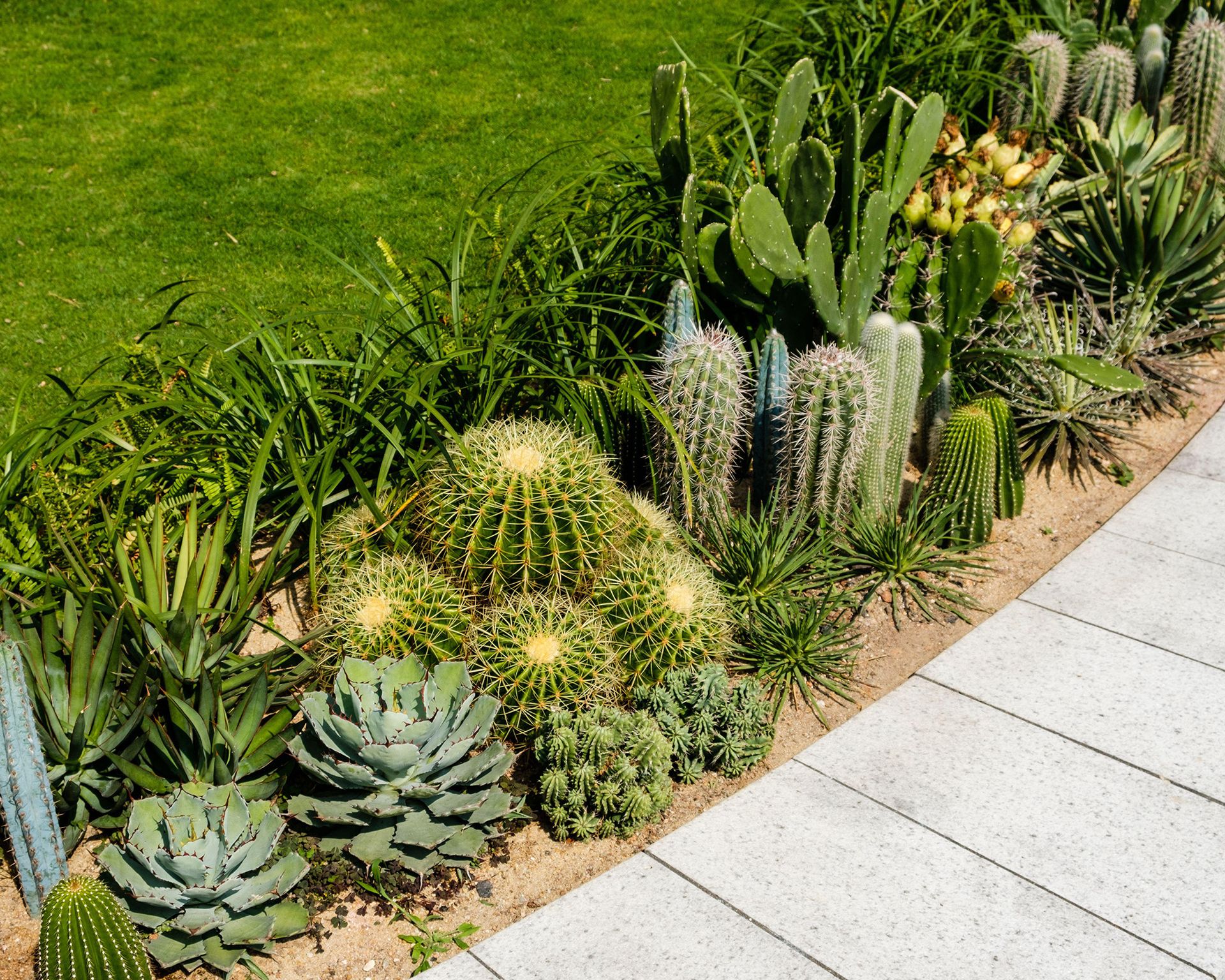 Landscaping with cactus: 9 ways to add color and structure | Gardeningetc
