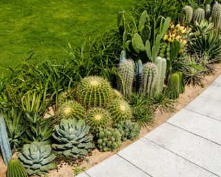 Cactus garden, variety of mini cacti decoration along a path