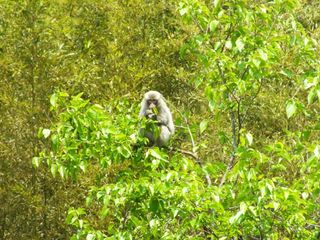 A wild Japanese monkey in Fukushima.