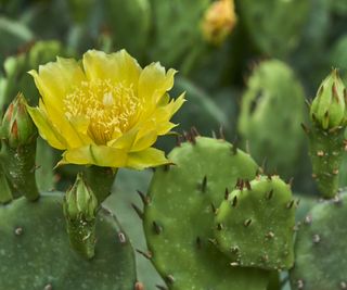 Prickly Pear cactus in flower