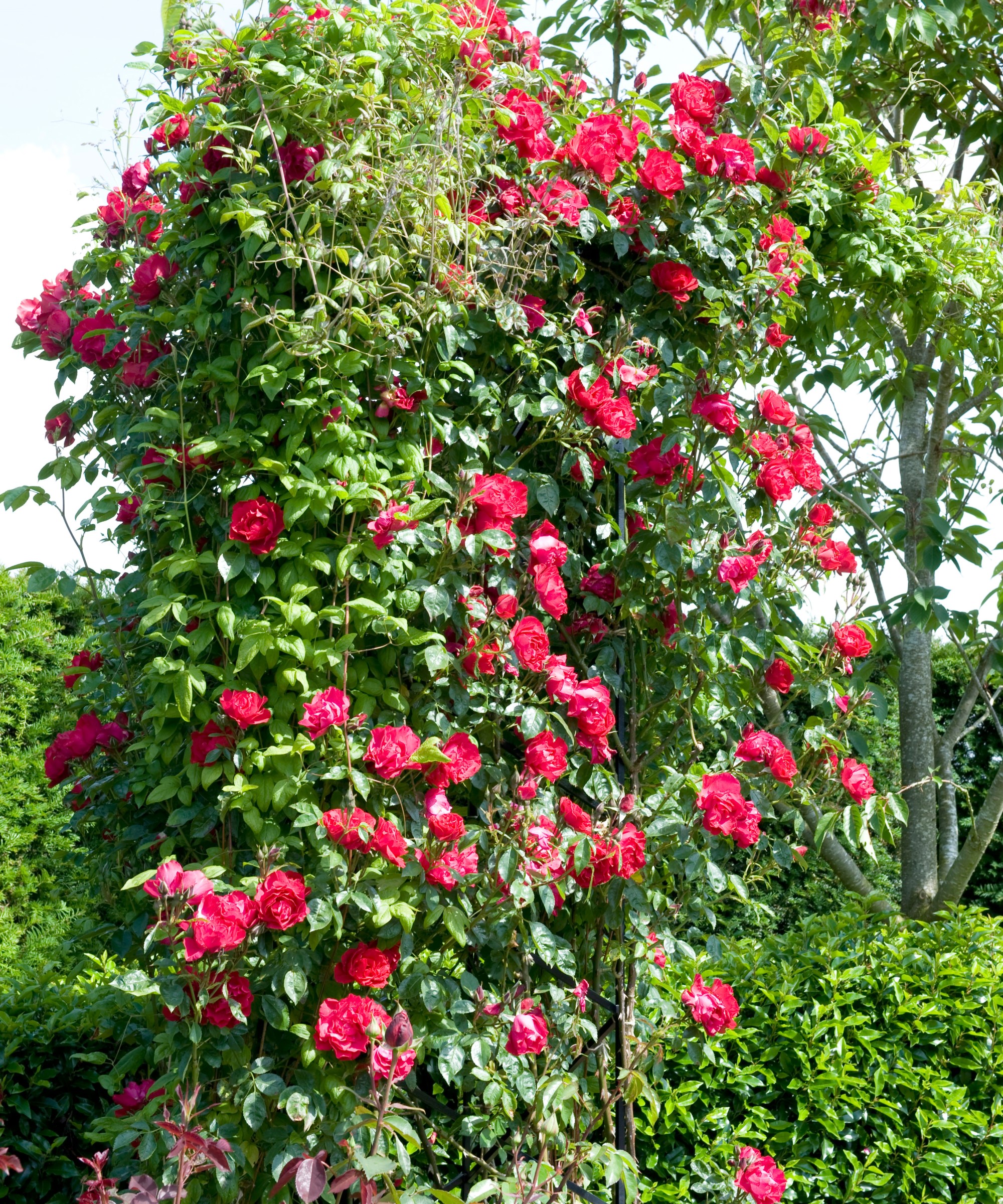 How to train a climbing rose: expert tips for success | Homes & Gardens