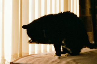 Backlit cat licking it's paw taken on Harman Phoenix 200 35mm film