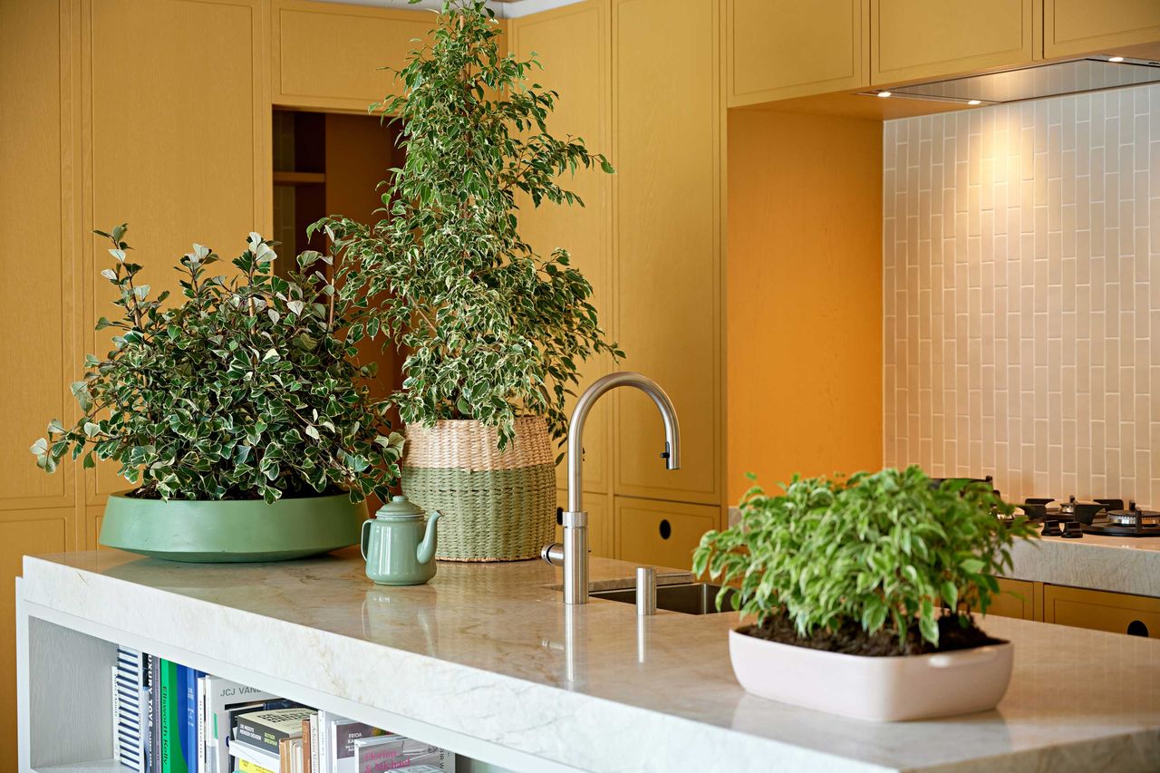 indoor plants on a kitchen island