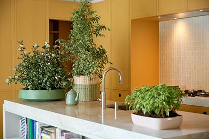 indoor plants on a kitchen island