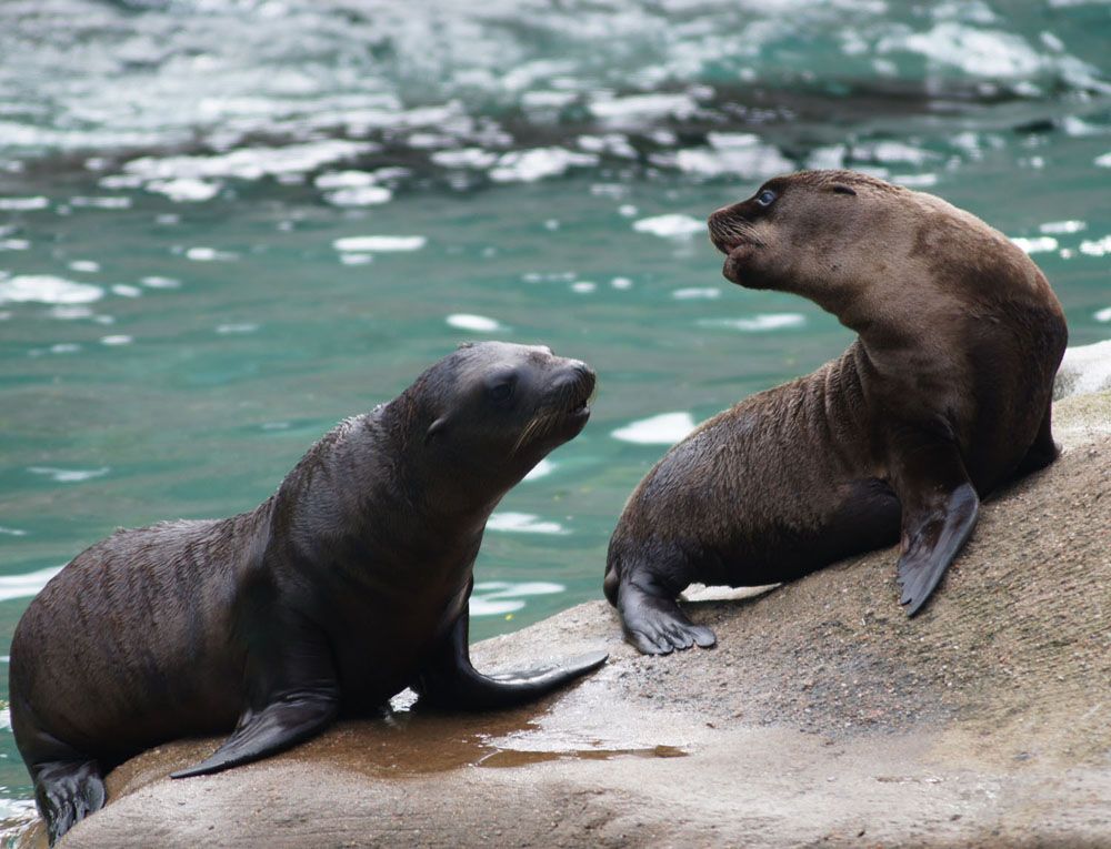 Images: Sea Lion Pups Make a Splash | Live Science