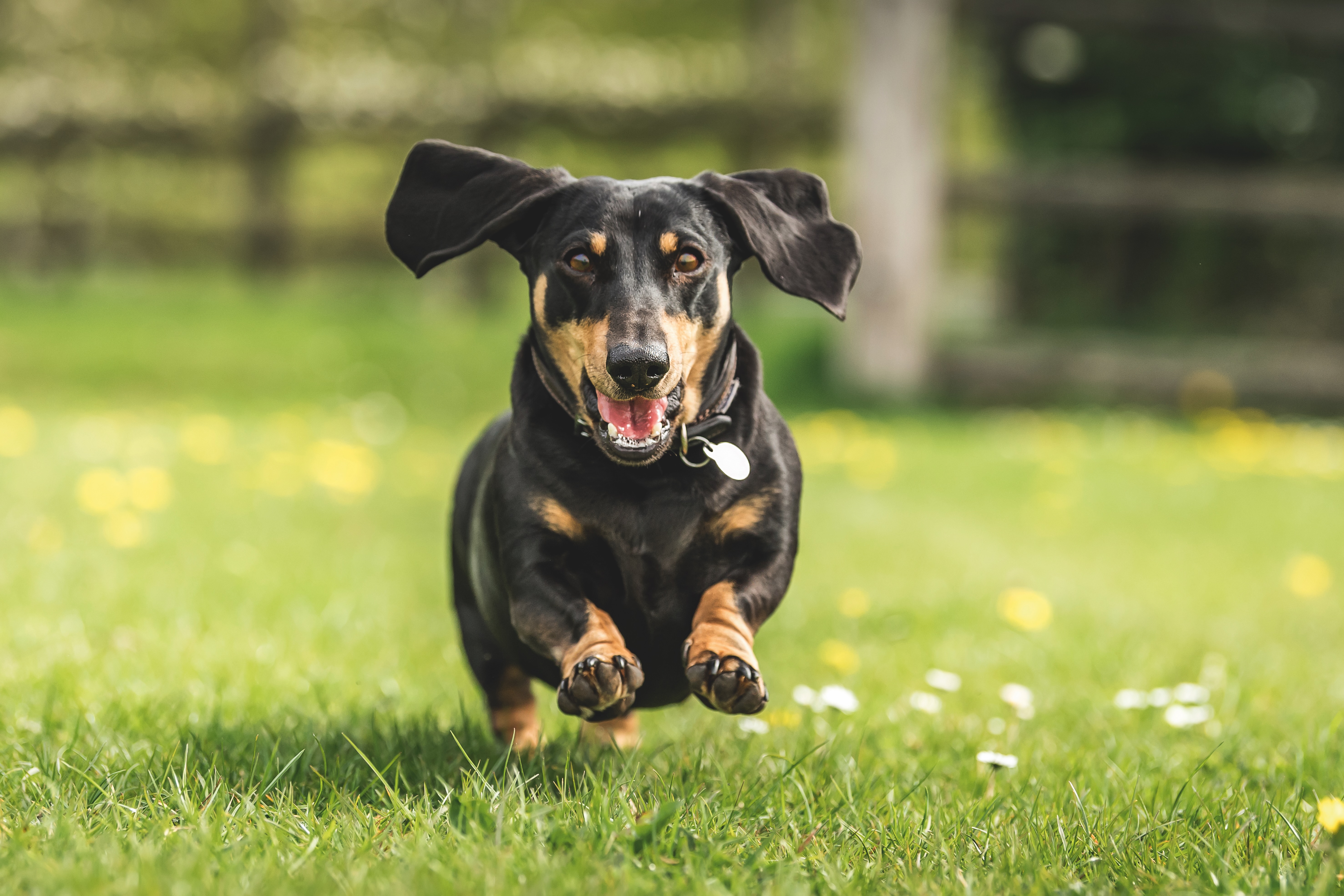 Smooth-haired dachshund mid bound