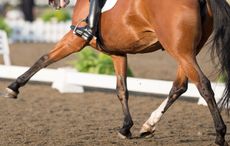 Starting affiliated dressage Nikki Crisp & Pasoa (299) - Horse Health Grand Prix Freestyle Championship - LeMieux National Dressage Championships 2014 - Stoneleigh Park, Warwickshire, United Kingdom - 21/09/2014 &copy; Jon Stroud Media 2014, all rights reserved