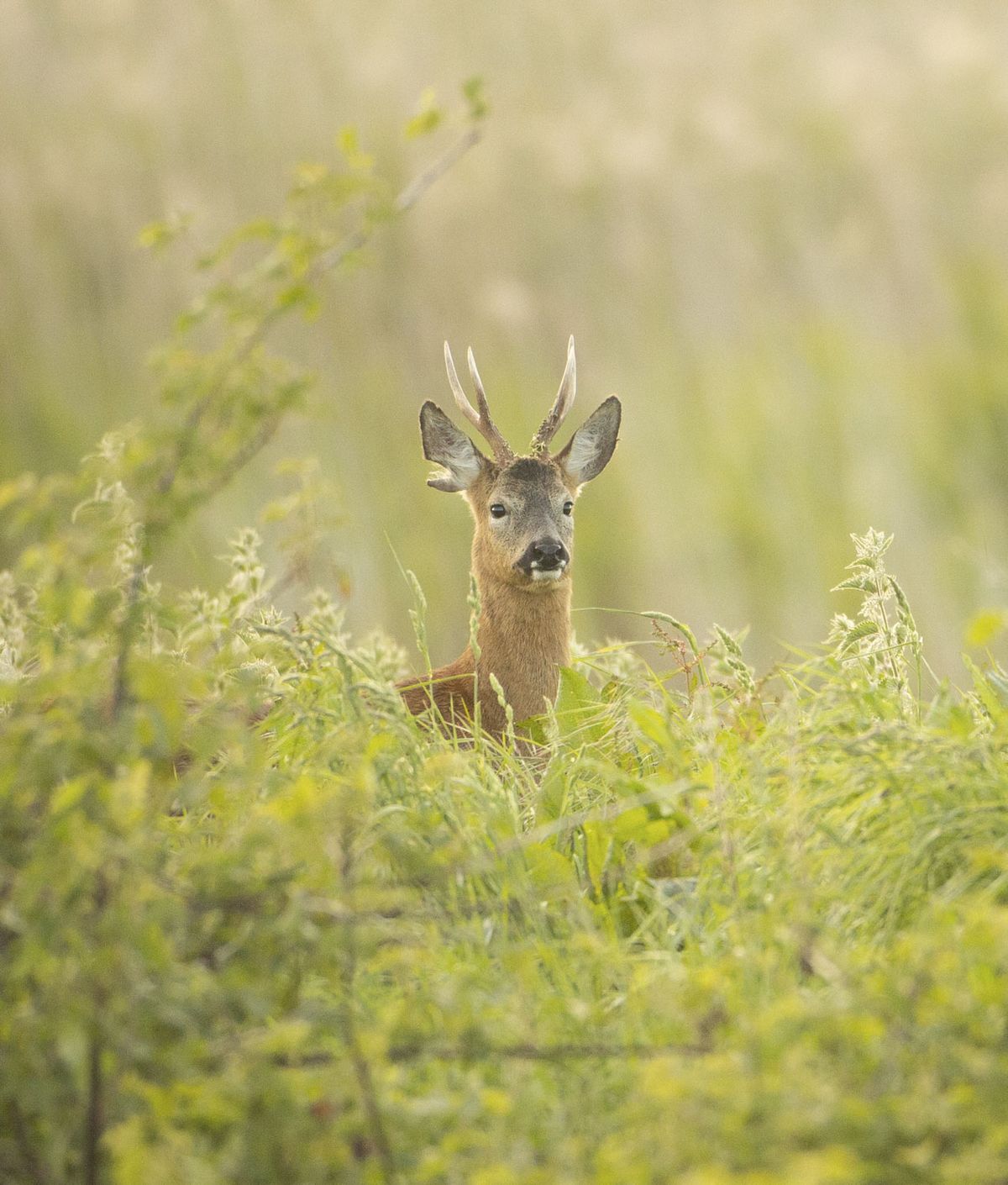 Wildlife