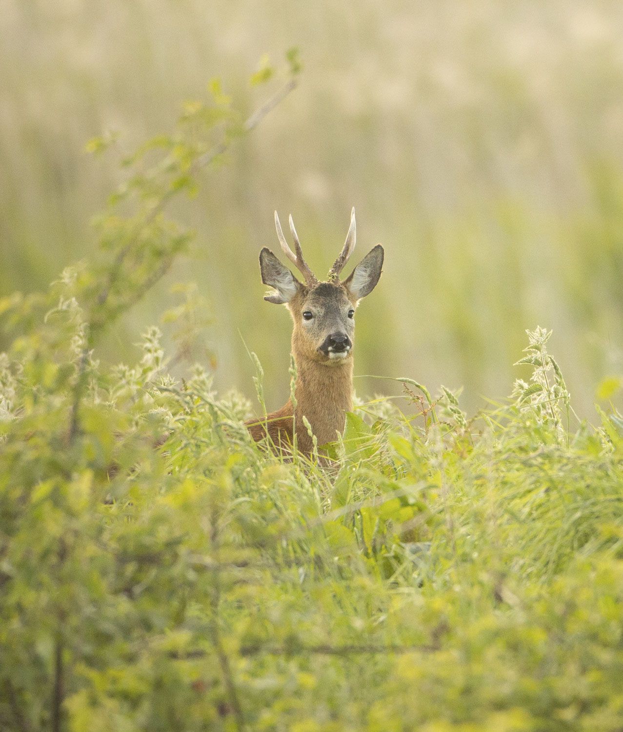 Wildlife
