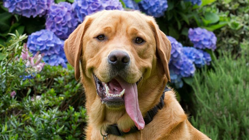 Guide dog Ian