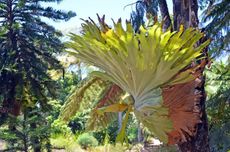 Large Yellow Staghorn Fern