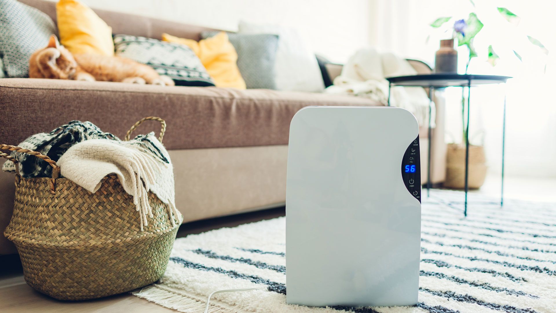 Best Dehumidifiers 2022 Top Ten Reviews