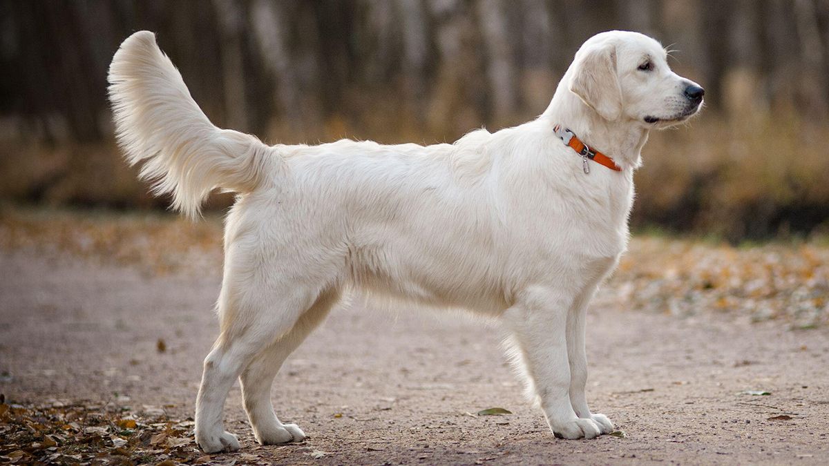 Image showcasing What dogs shed the most? 10 dogs that shed a lot | PetsRadar