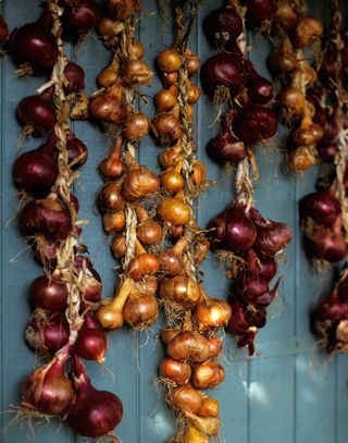 strings of homegrown onions