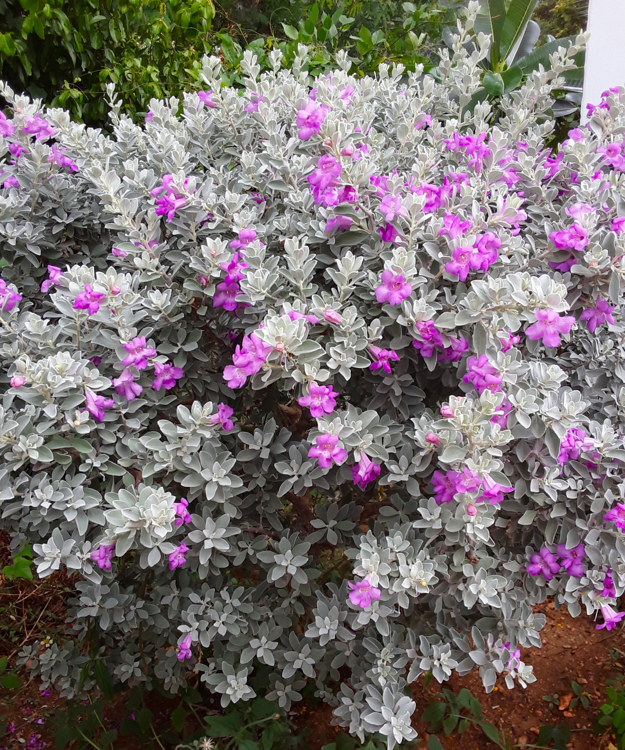 texas sage bush