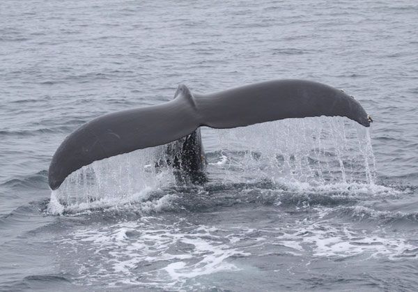 humpback-fluke-100914-02