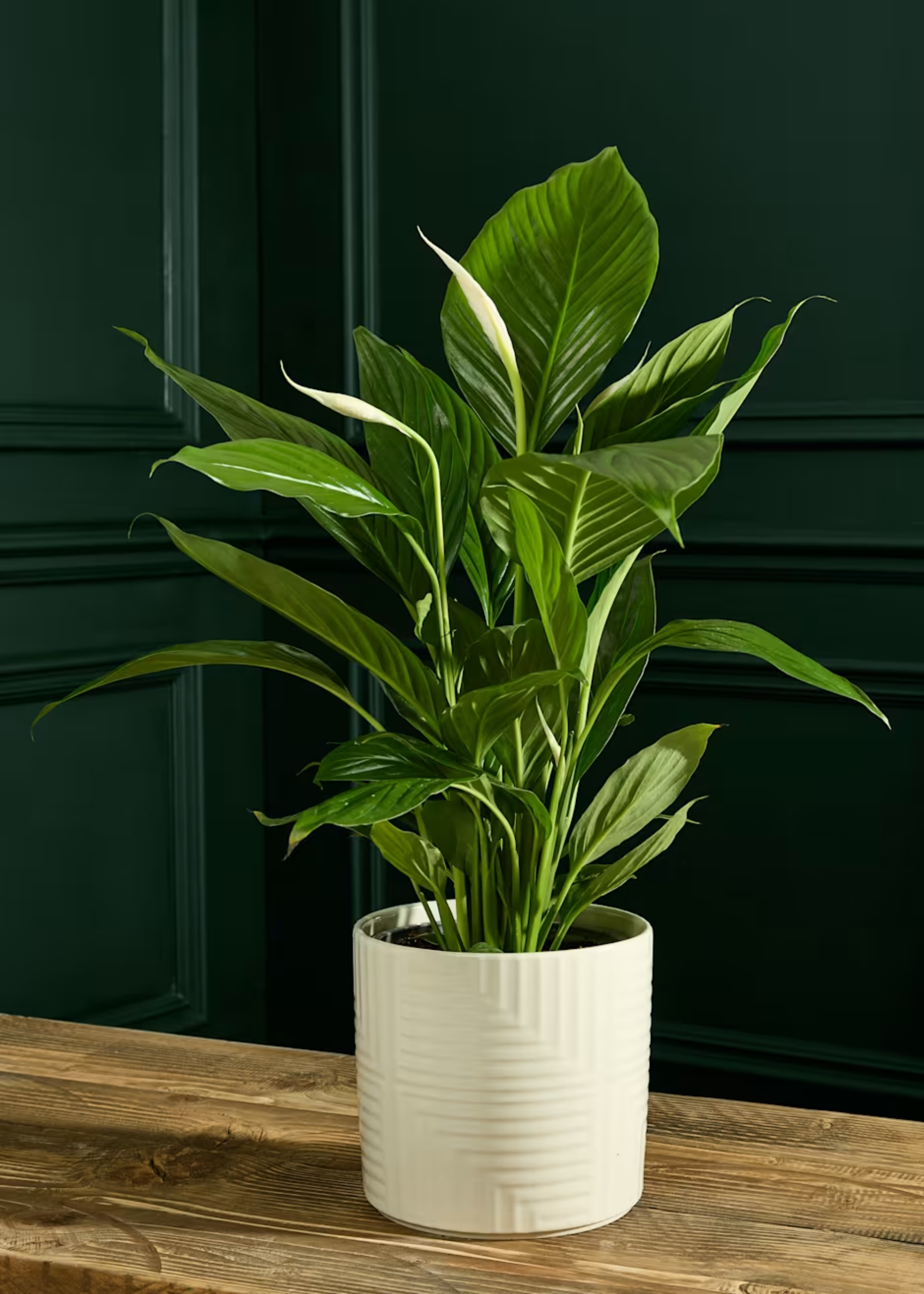 A potted peace lily in a textured ceramic pot on a wood table in a dark green room
