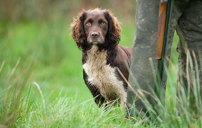 A sprocker spaniel