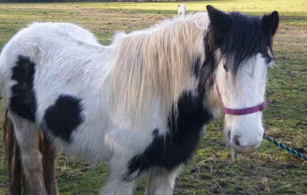 Highclere horses 2