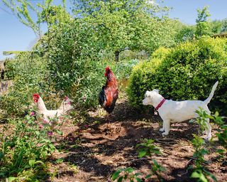 chickens and a dog in a garden homestead