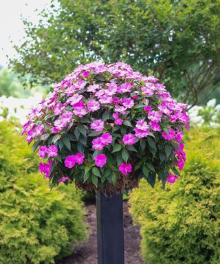 A dark gray planter with a large collection of bright purple flowes in it, with lime green hedges either side of it and a tall green tree behind it