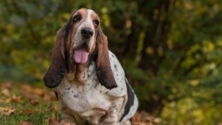 basset hound