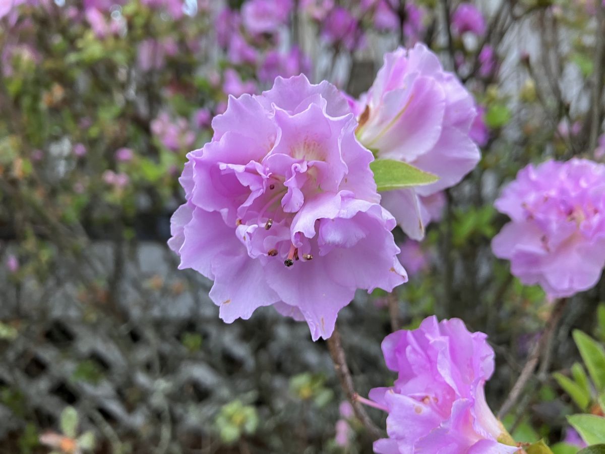 iPhone Se (2022) camera sample.