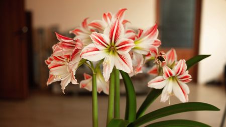 Beautiful striped amaryllis flowers