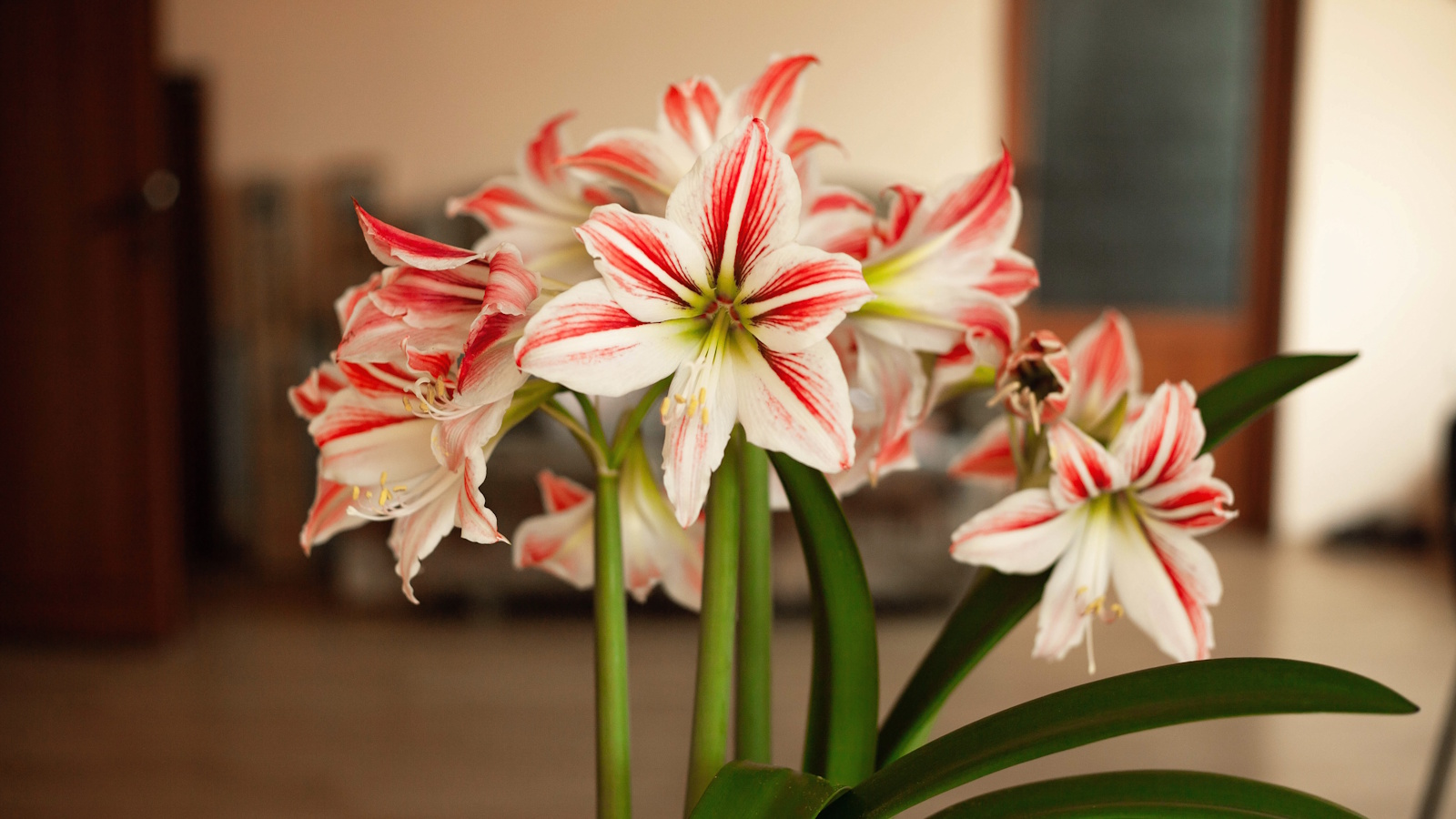 Beautiful striped amaryllis flowers