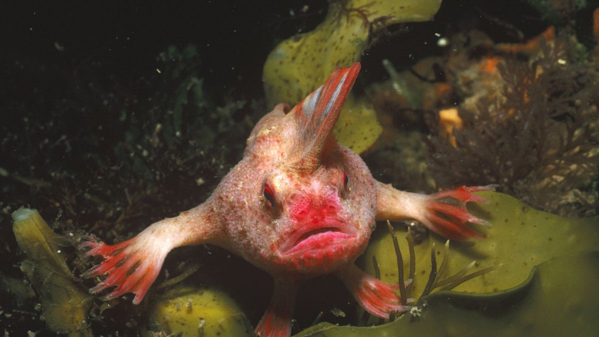RIP, smooth handfish. You were weird, and now you're extinct.