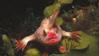 The red handfish, a cousin of the now-extinct smooth handfish.