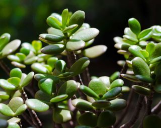 Close-up of jade plant leaves on dark background