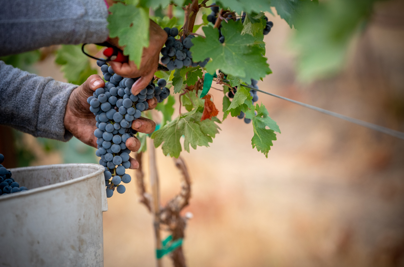 Cabernet Sauvignon cluster